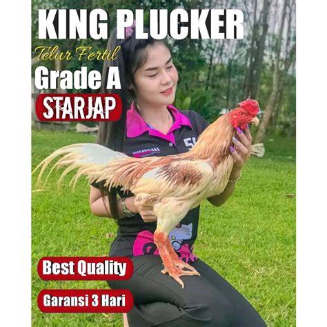 Jual Ayam Bangkok Super Aduan King Plucker Telur Fertil Shopee Indonesia