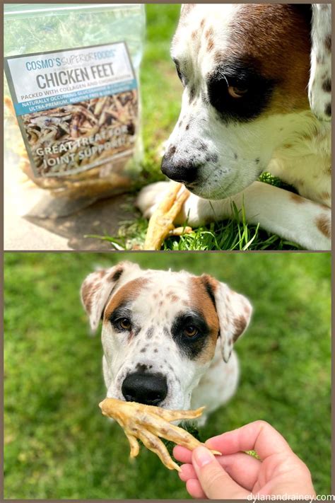 Chicken feet dog treats – USA Made – Dylan & Rainey | Dehydrated ...