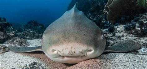 Spots And Stripes A Closer Look At Leopard Sharks Oceanographic