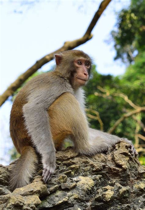 O Rei Staring Do Macaco Em Visitantes Imagem De Stock Imagem De Olho