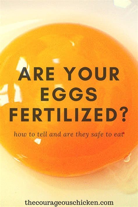 How To Tell If Eggs Are Fertile • The Courageous Chicken Chickens Backyard Homestead Chickens