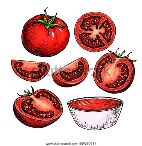 Tomato Vector Drawing Set Isolated Tomato Stock Vector Royalty Free