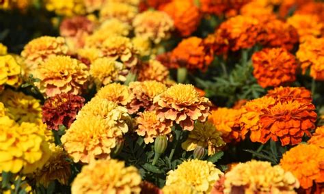 30 Types Of Marigolds You Should Be Growing Epic Gardening