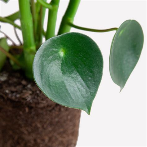 Peperomia Raindrop | Biologische Kamerplant | Sprinklr