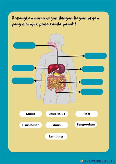 Sistem Pencernaan Manusia Live Worksheets