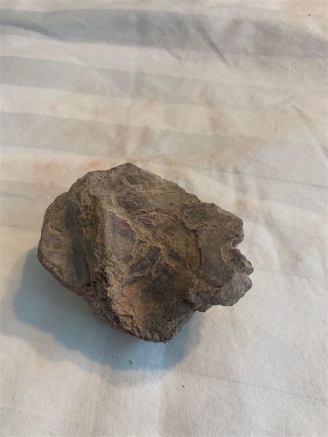 Allosaurus Pelvis Hip Section Jurassic 150 Myo Morrison Form
