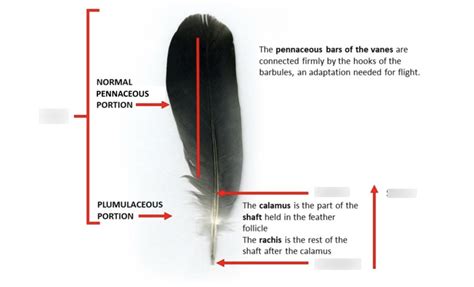 Structure of a feather Diagram | Quizlet