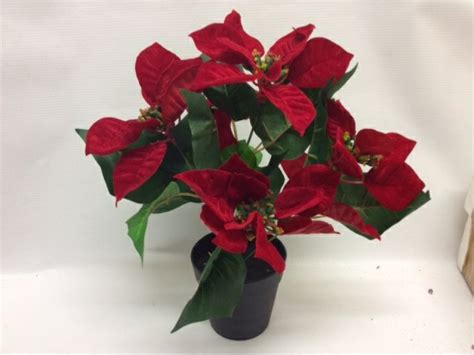 30CM POTTED POINSETTIA | Something special