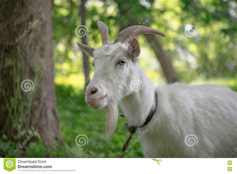 White Goat Grazing In A Green Oasis Close Up Portrait Stock Photo