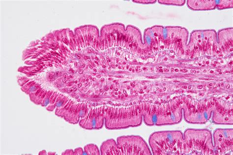 Small Intestine Light Micrograph Bild Kaufen Science