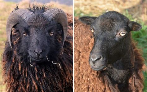 Rams Vs Sheep What Are The Differences