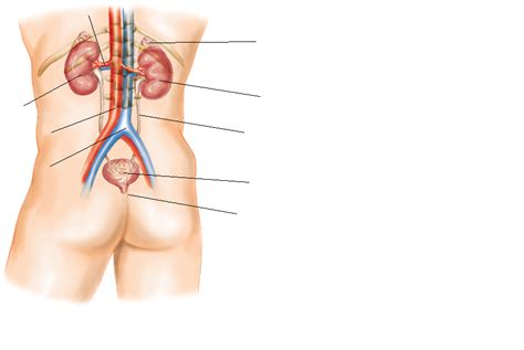 Diagram Of Chapter 12 Anatomy Of The Urinary System Posterior View Diagram Quizlet