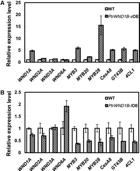 Figure 1 From Intron Mediated Alternative Splicing Of WOOD ASSOCIATED