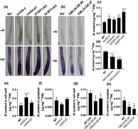 Calmodulin‐like Protein Cml24 Interacts With Camta2 And Wrky46 To Regulate Almt1‐dependent Al