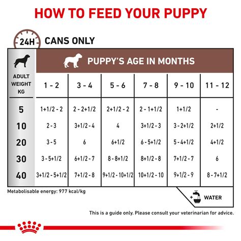 Gastrointestinal Puppy | Royal Canin AU