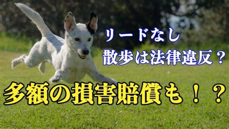 【小中学生向け】獣医師の仕事を体験したい！気軽に体験できる方法を大紹介！ Mva