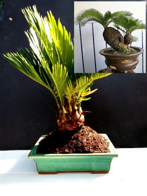 Cycas revoluta Bonsai / Japanese sago palm 12 year old plant - Bonsai