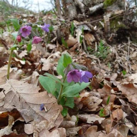 23 Shade Plants for Hardiness Zone 5 (Low-Light Picks) - Pond Informer