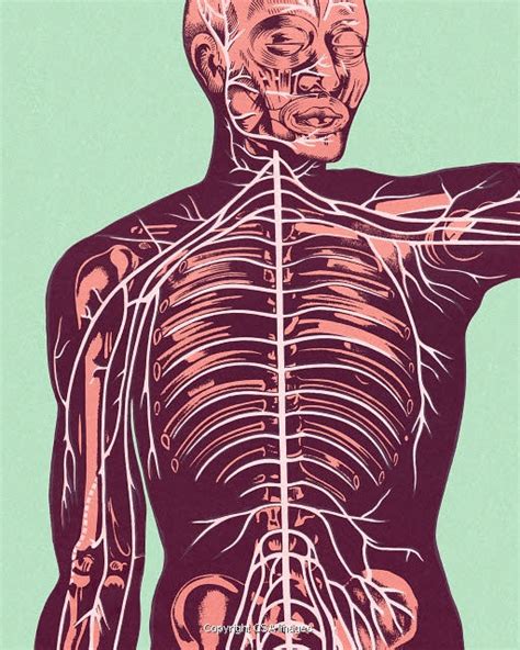 Vagus Nerve Is The Key To Good Sex