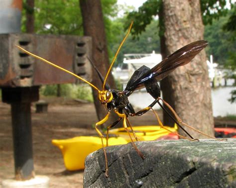 Giant Ichneumon Wasp Flickr Photo Sharing