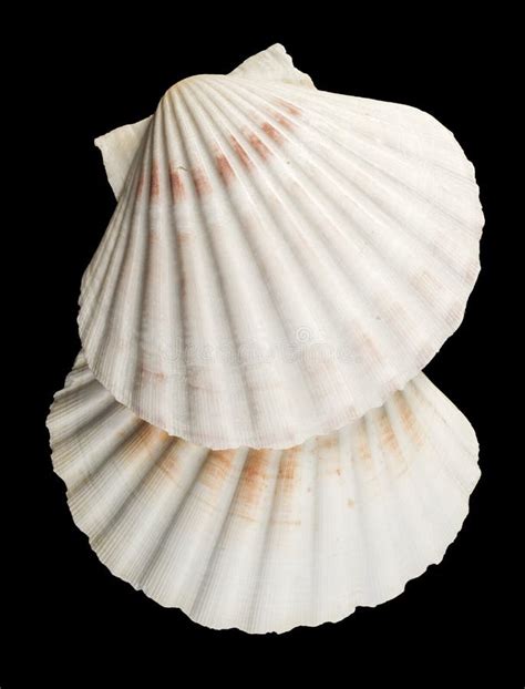 Scallop Shell Stock Photo Image Of Shellfish Seashell 33685832