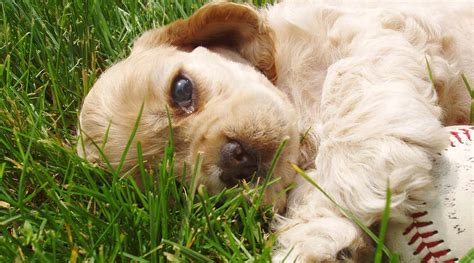 Golden Cocker Retriever - Is This The Ideal Family Pet?