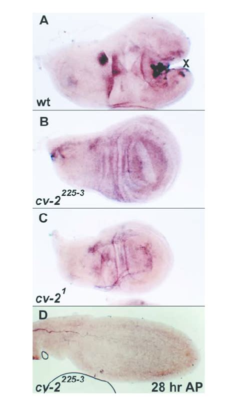 In Situ Hybridization With A Cv 2 Probe In Normal Mutant Wing Discs And