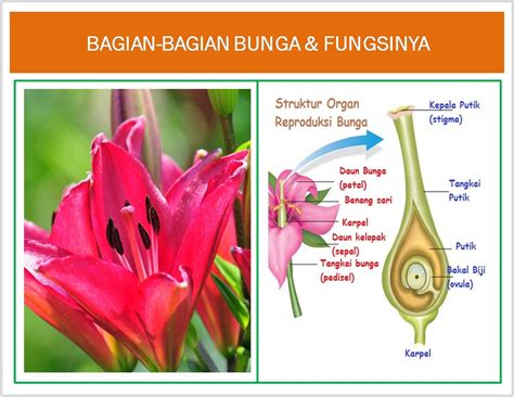 gambar macam jenis bunga bagian bunga fungsinya freewaremini