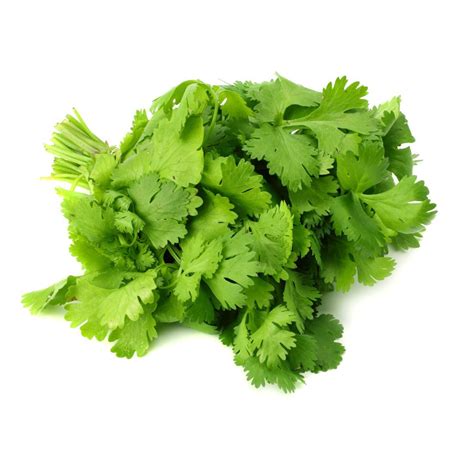 Buy Coriander Leaves Dhania Online In Dubai Sharjah Abu Dhabi