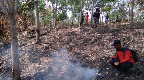 Kebakaran Hutan Di Kabupaten Lokasi Ibu Kota Baru Disengaja Begini