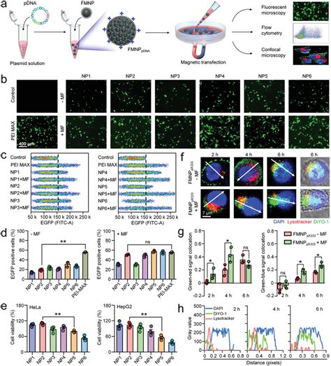 Magnetic Nanosystems Improve Transfection Efficiency And Accelerate