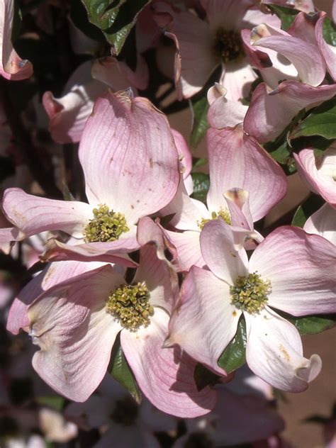 Prairie Pink Dogwood J Frank Schmidt And Son Co