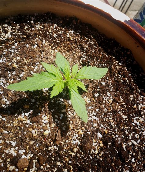 Pyramid Seeds Auto Tutankhamon Grow Diary Journal Week By Mxvry