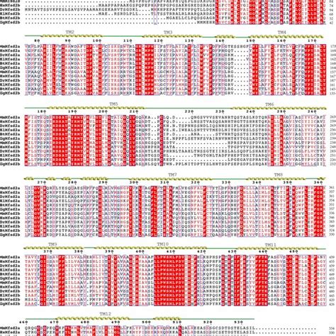 Sequence Alignment Of MFSD2A And MFSD2B Homologues Sequence Alignments