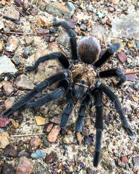 Arkansas Chocolate Tarantula Aphonopelma Hentzi Rspiders