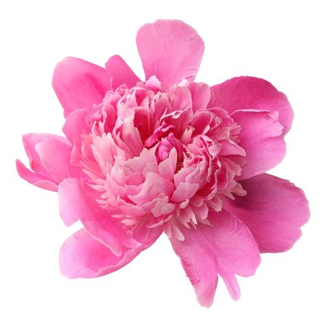 Pink Peony Isolated On A White Background Stock Photo Image Of Pink