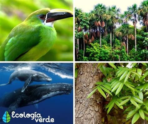 Biodiversidad En El PerÚ Características E Importancia Conservacion De La Biodiversidad Perú