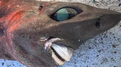 A shark was found off the Australian coast and its human-like smile is unbelieveably strange