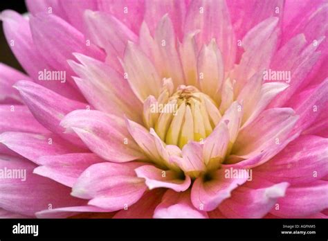 Pink Dahlia Gay Princess Close Up Stock Photo Alamy