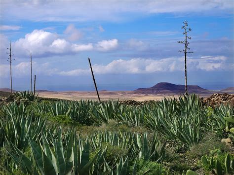 Aloe Vera Doğa Manzara Pixabay de ücretsiz fotoğraf Pixabay