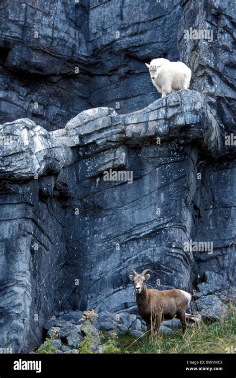 Alberta Canada North America America Mountain Goat Bighorn Sheep Animal