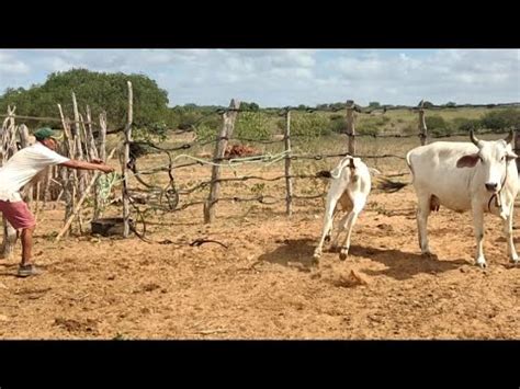 Vende Se Um Bezerro Por Reais Mas N O E O Nelore E O Bezerro Marrom