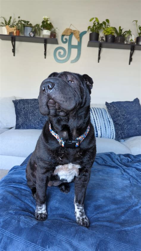 Shar Pei Skin Issues : r/sharpei