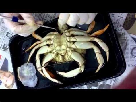 Anatomy Of The Crab