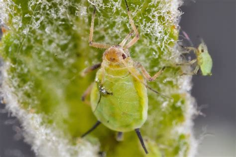 Maple Tree Pests Plant Addicts