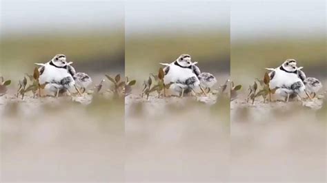 Watch: A mama bird protecting its babies | Amazing But True - Times of ...