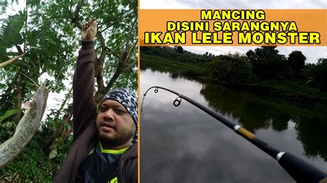 Mancing Di Sarangnya Ikan Lele Monster Youtube