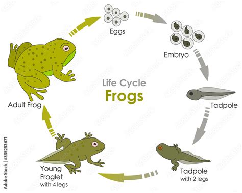 Frog Metamorphosis Stages