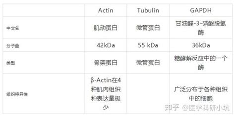 Gapdh，tubulin，actin选哪个做wb内参更好？ 知乎