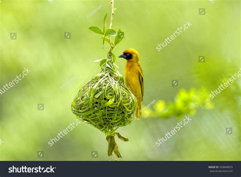 Weaver Bird Weaver Finches Building Nest Stock Photo Edit Now 528848929